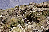 Colca Canyon